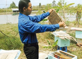 Độc đáo cách nuôi ong mật trong thùng xốp