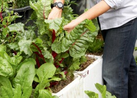 Bí quyết trồng rau sạch trong thùng xốp tại nhà